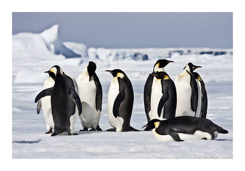 Breeding Penguin Couples Stay 2011