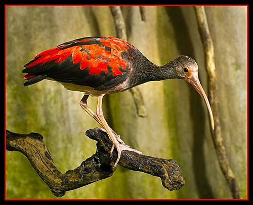 Scarlet Ibis-Juvenile