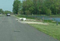 Great egret flying over road
