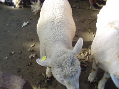 watson's lamb