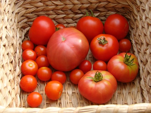 tomato harvest- 6/22/08