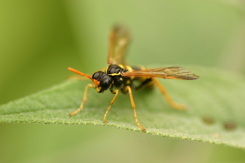 Figwort Sawfly (Tenthredo scrophulariae)