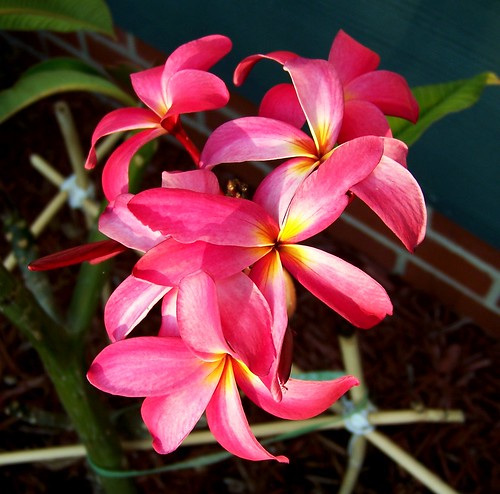 Plumeria from my parents