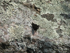 Butterfly camouflaged