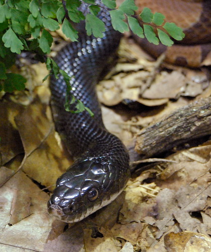 Saint Louis Zoological Garden, in Saint Louis, Missouri, USA - snake