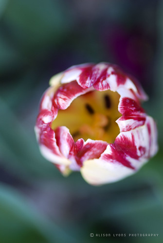 Tulip [ carnivorous ]