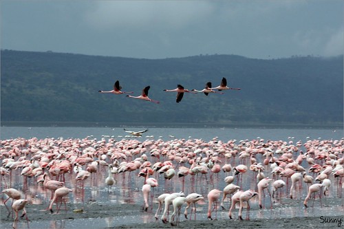 你拍攝的 15 Lake Nakuru - Flamingo。