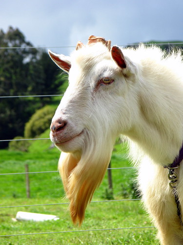 Billy goat gruff in the King Country, New Zealand