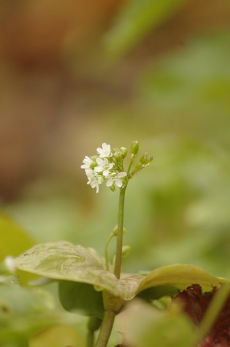 Claytonia perfoliata, Witte winterpostelein, Spring beauty