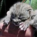 科羅拉多瀕臨絕種的初生山貓 (圖片來源 :  Omtatsat3) 