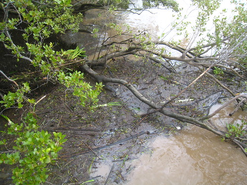 Flood debris in the mangroves IMG_3304