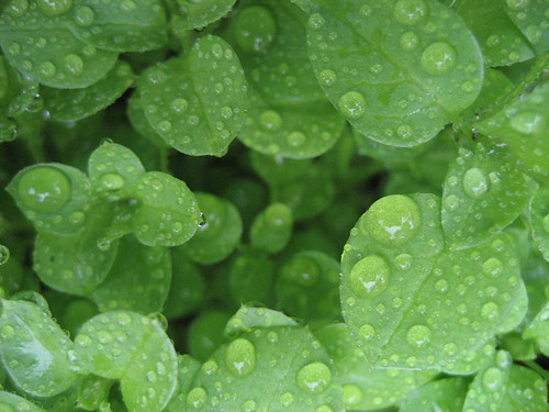 wet and green