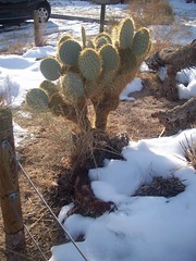 a cactus in the snow