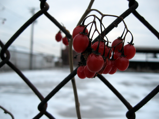 Berries on Fence (Click to enlarge)