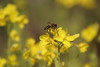 春のニホンミツバチ