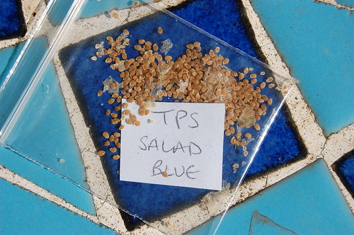 True potato seed, Salad Blue