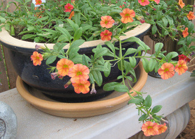 Orange Superbell flowers