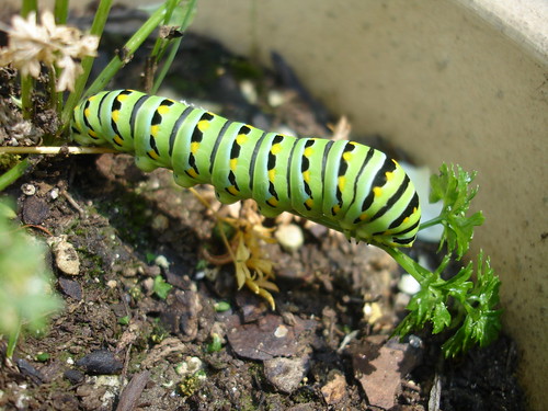  This Anise Swallowtail Caterpillar will metamorphose into a beautiful large black butterfly with tails and yellow spots.