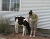 Fanky Farm Visit 08/08 - baby cow