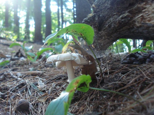 5 - Parmenter: more fungi