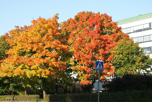 Autumn colors