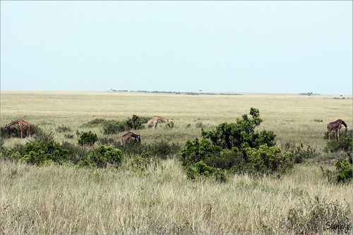你拍攝的 50 Masai Mara - Giraffe。
