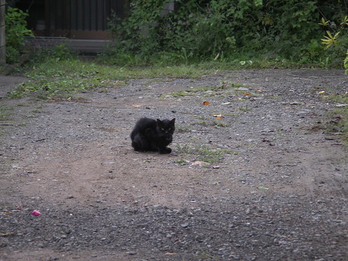 この黒猫はもしや……