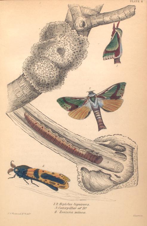 1. 2. Heptolus lignivora; 3. Caterpillar of D-o; 4. Zeuzera minea.  (1843)
