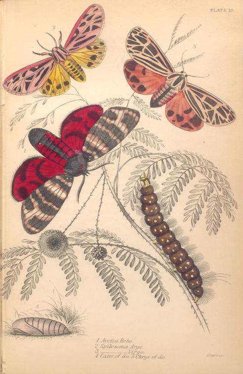 1. Arctia Hebe; 2. Spilosoma Arge; 3. Spilosoma Virgo; 4. Cater. of ditto; 5. Chrys. of ditto.  (1843)
