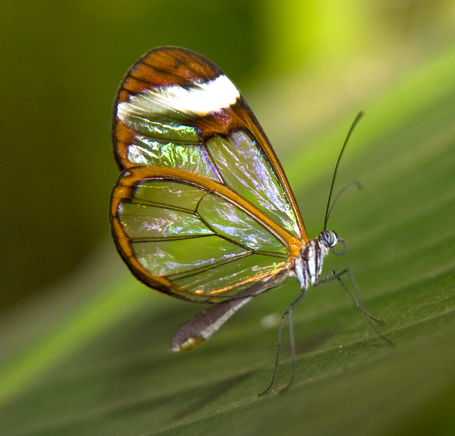 Irridescent Glass Wing Butterfly