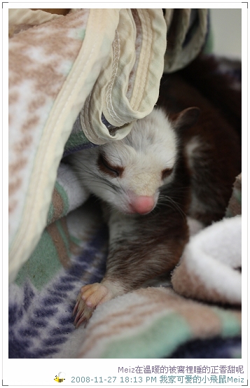 2008年11~12月份小飛鼠Meiz的生活照 (1)