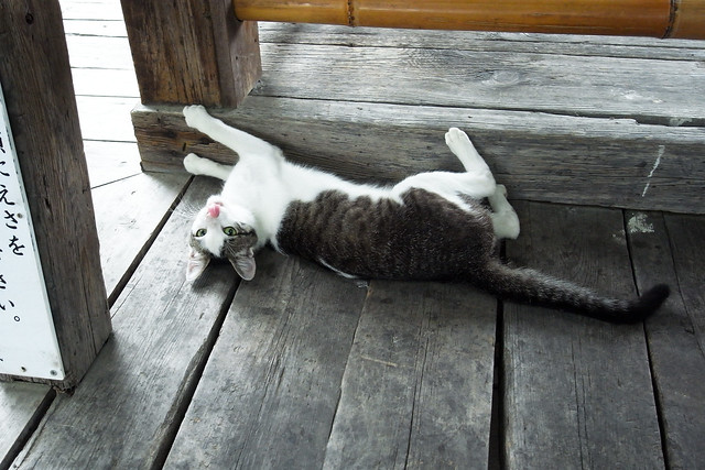 Today's Cat@2011-06-23