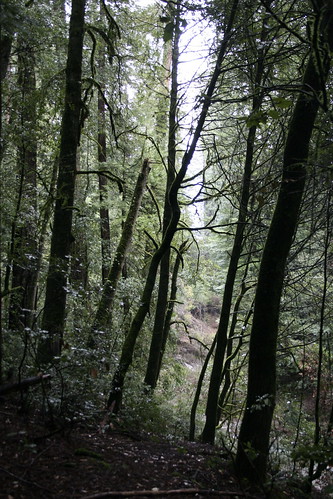 tanoak and redwood forest