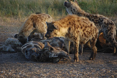 hyenas eating a dead giraffe