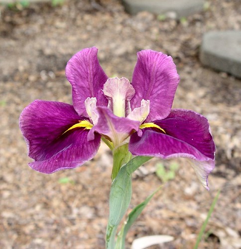 Purple Japanese Iris