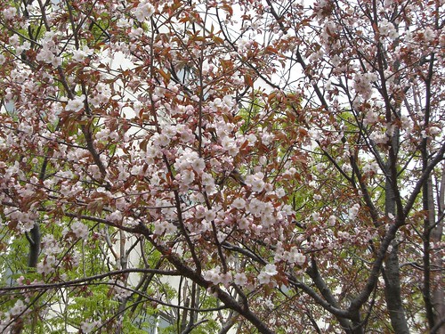 苫小牧の桜/Cherry blossoms in Tomakomai