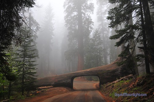 Sequoia Tunnel Tree in SNP