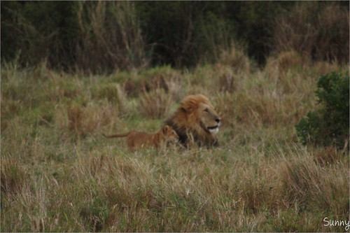 你拍攝的 33 Masai Mara - Lion。