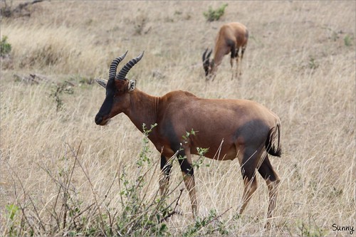 你拍攝的 23 Masai Mara - Topi。