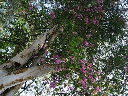 Bougainvilla on Eucalyptus