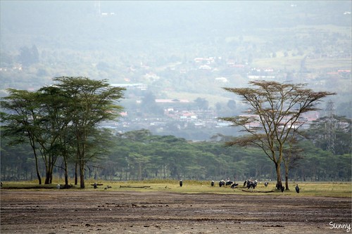 你拍攝的 19 Lake Nakuru - Vulture。