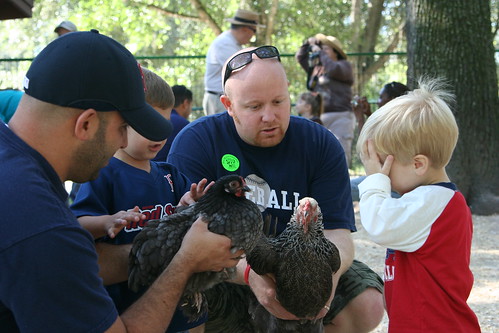 Petting the chickens