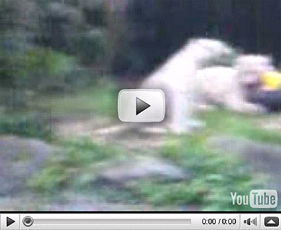 White tiger attack video on youtube
