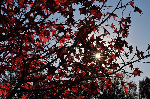 red leaves and sunstars