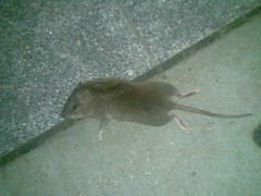 Dead Mouse, GWU