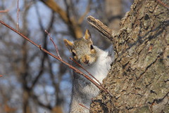 Squirrel, Central Park
