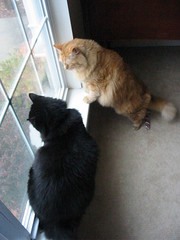 Huggy Bear and Jasper squirrel watching out front
