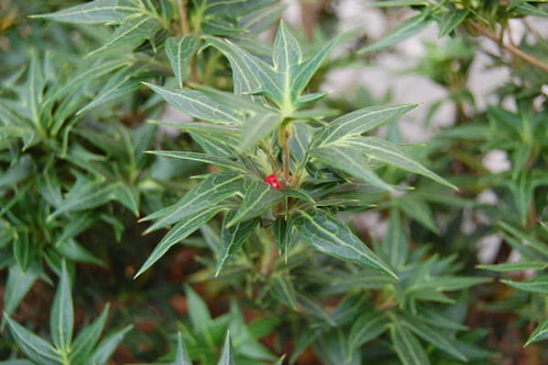 Osmanthus Tea Olive. Osmanthus heterophyllus (holly