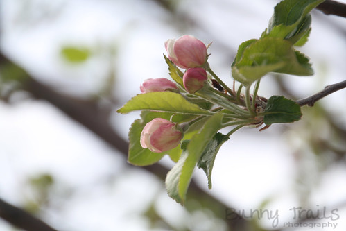 108-apple blossoms