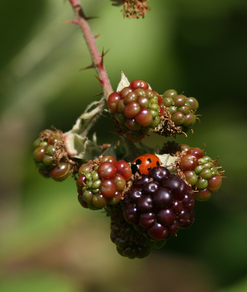 Blackberries and Ladybird